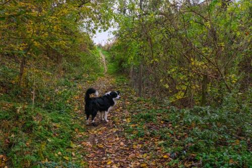 a black and white dog walking down a trail at Hasbania Vakantiewoning in Gingelom