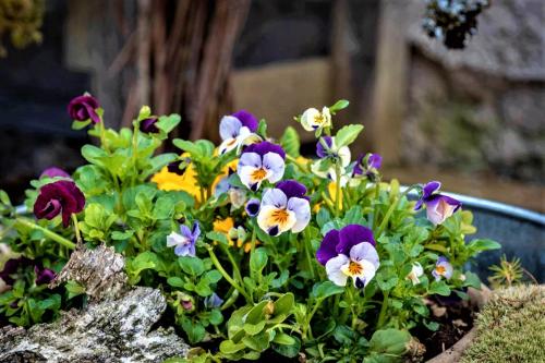 a bunch of colorful flowers in a pot at Höblinghof in Schwarzau im Gebirge