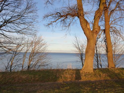 a tree sitting on top of a field next to the water at Apartament "Złoty relaks" tuż przy plaży z balkonem z widokiem na Hel i hamakami in Puck