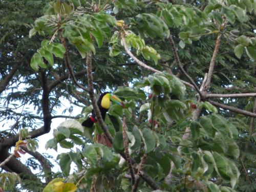 a bird is sitting in a tree at Hostal Alto de la Montaña in Minca