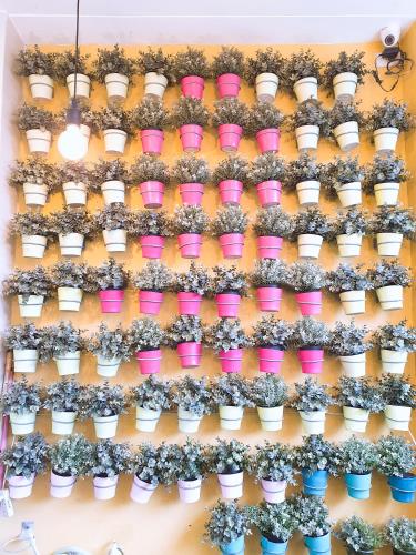 a bunch of potted plants on a wall at BLUE OCEAN BOUTIQUE HOTEL - Boracay Island in Boracay