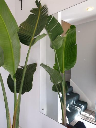 a large green plant sitting next to a staircase at Adelaide Pulteney Motel in Adelaide