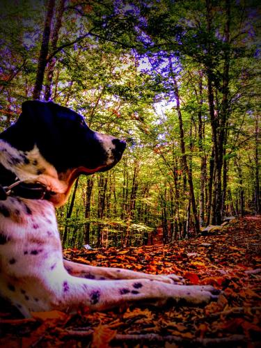 a dog sitting on the ground in the woods at Hotel Río Escabas, Serranía de Cuenca in Cañamares