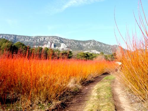 a dirt road next to a field of tall grass at Hotel Río Escabas, Serranía de Cuenca in Cañamares