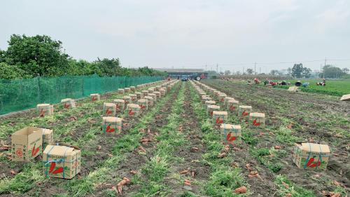 a farm with rows of plants in a field at Hoin 4 in Xigang