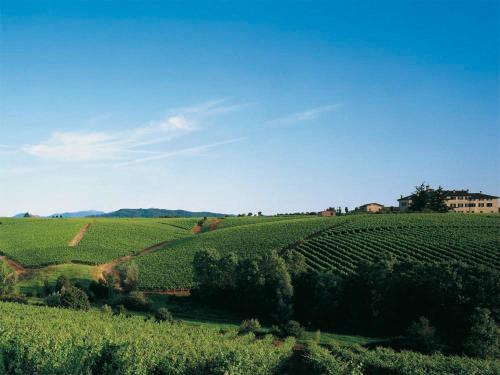 a view of a green field of vines at Agriturismo Tenuta la Marchesa in Novi Ligure