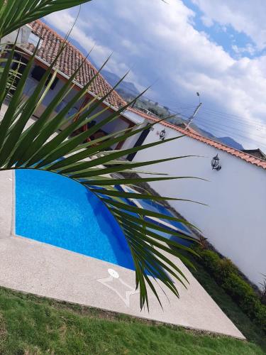 a palm tree next to a blue swimming pool at Hostel las Palmas in Vilcabamba