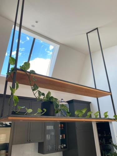 a shelf with a bunch of plants on it at Napier Apartment Ahuriri in Napier