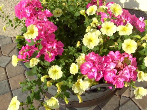 a bunch of pink and yellow flowers in a pot at Ferienhaus Försterlisl in Kleinarl