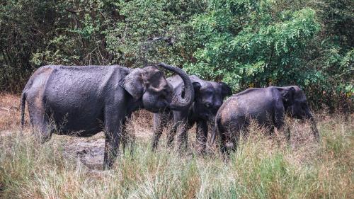a group of three elephants standing in a field at La Pentera in Hambegamuwa