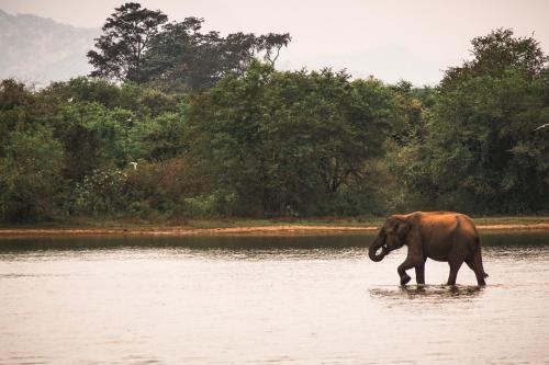 an elephant walking through a body of water at La Pentera in Hambegamuwa