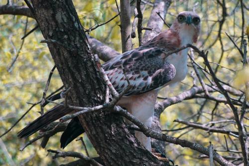 a bird is sitting on a tree branch at La Pentera in Hambegamuwa