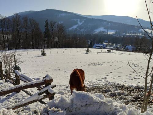 a cow standing in the snow next to a fence at Pension Jízdárna in Morávka