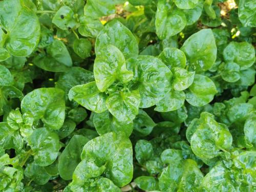 a green plant with water droplets on it at Nararin Garden House in Ban Nong Sa