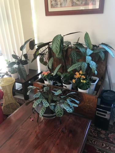 un grupo de plantas sentadas sobre una mesa de madera en Not quite the Ritz en West Richmond