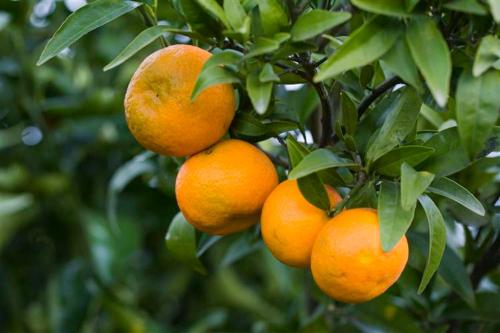 a group of oranges hanging from a tree at Relais Il Mulino in Corigliano Calabro