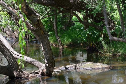 a tree in the middle of a river at Adelaide Brownhill Creek Tourist Park in Adelaide