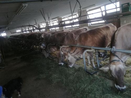 a group of cows in a barn eating hay at Ferienhaus Oberhuben in Fügenberg