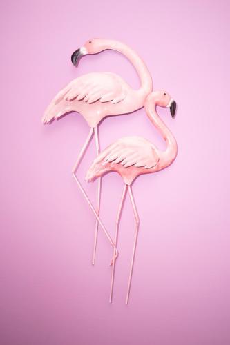 Altri animali domestici presso l'affittacamere o nei dintorni