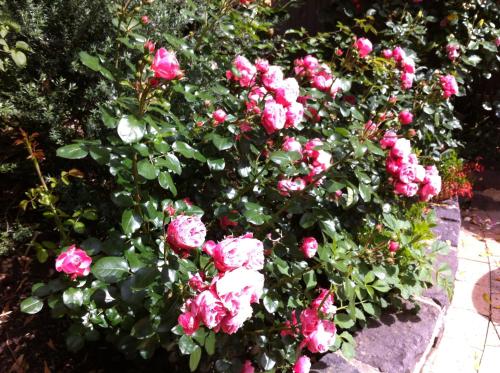 a bush of pink roses in a garden at Bungunyah Apartments in Croydon