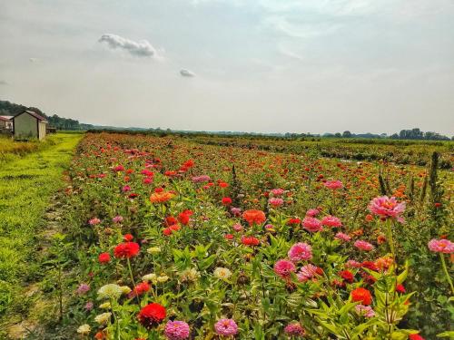 a field of flowers with a barn in the background at Sandaway Suites & Beach in Oxford