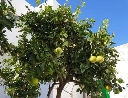 Φωτογραφία από το άλμπουμ του Apartament in arico σε Arico el Nuevo