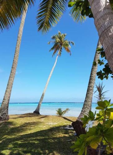 two palm trees on a beach with the ocean at Villa Tiarenui in Maharepa