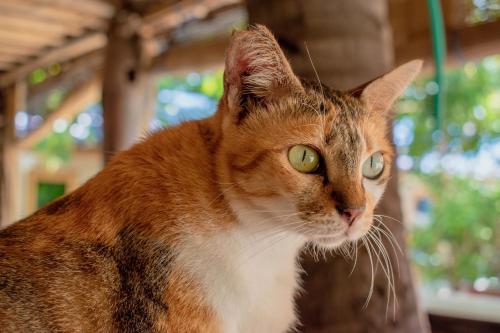 an orange and white cat with green eyes at Jati Village, Party Hostel and Bungalows in Gili Trawangan