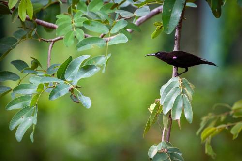 a black bird sitting on a tree branch at Mbano Manor Hotel Victoria Falls in Victoria Falls