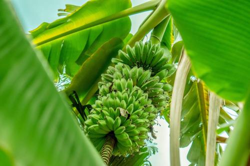 a bunch of green bananas hanging from a banana tree at Jati Village, Party Hostel and Bungalows in Gili Trawangan
