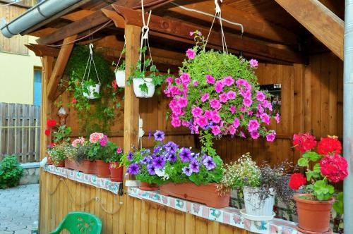 a bunch of flowers in pots on a wooden wall at Casa Maria in Gura Humorului