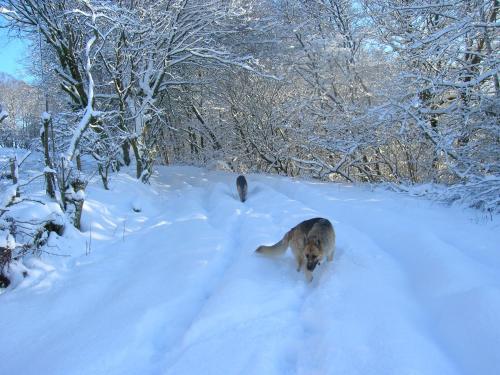 a dog walking in the snow at Sorbietrees B&B in Newcastleton