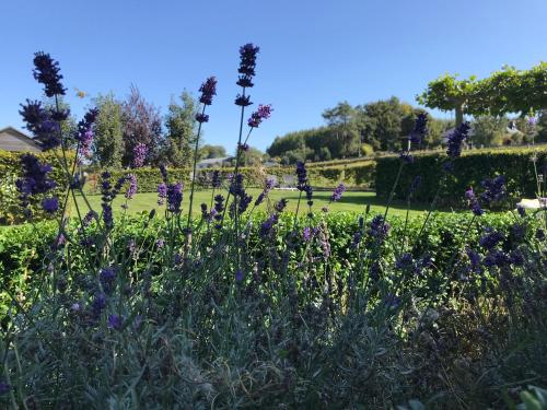 a garden with purple flowers in a park at Vakantiewoning mogimont in Mogimont
