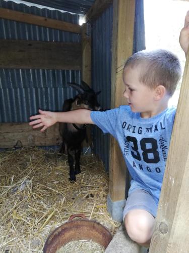a young boy is reaching out to a goat at La Parisiere in Gavray