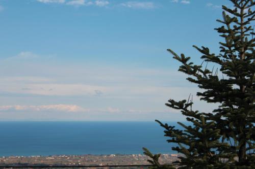a pine tree with a view of a city at Apartment Achilles in Litochoro