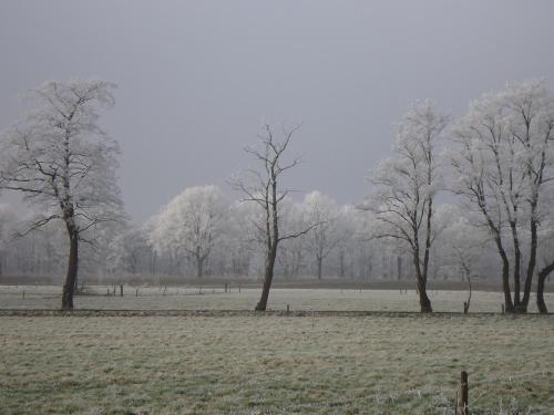 a group of trees in a field with snow on them at Bed & Breakfast El Manso in Emst