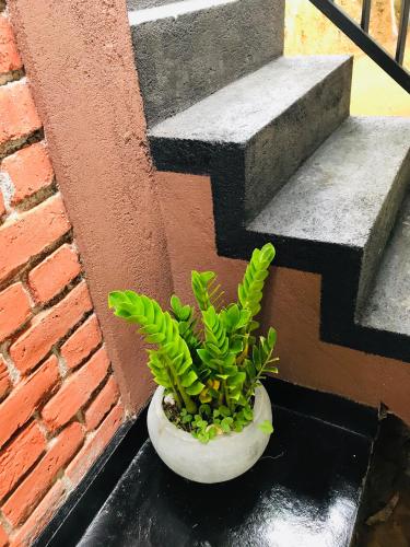 a plant in a white bowl next to a brick wall at The Hobbit Cottage-Ella in Ella