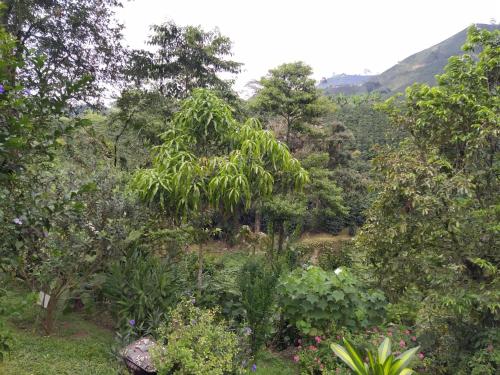 a forest of trees and plants with mountains in the background at Hacienda Guayabal in Chinchiná