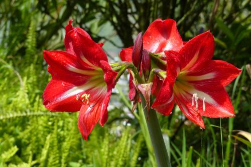a couple of red flowers on a plant at La Casa Amarilla in Baños