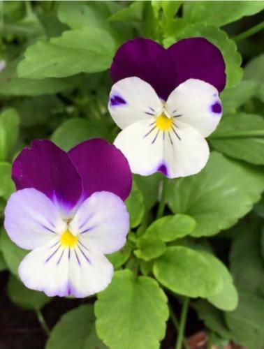 three purple and white flowers with green leaves at La Casa di Isabella Loreto in Loreto