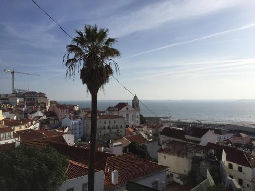 a palm tree in the middle of a city at Draft Hostel & Rooms in Lisbon