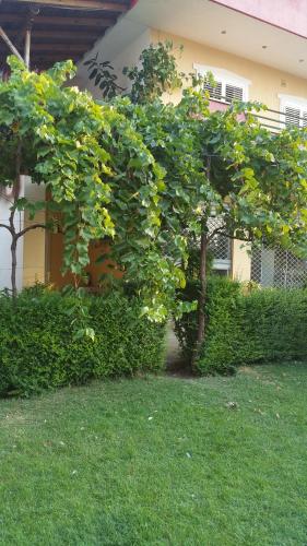 a tree in the grass in front of a house at GuestHouseMantho in Gjirokastër