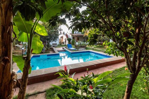 a swimming pool in a yard with trees at The Hammock Goa in Anjuna