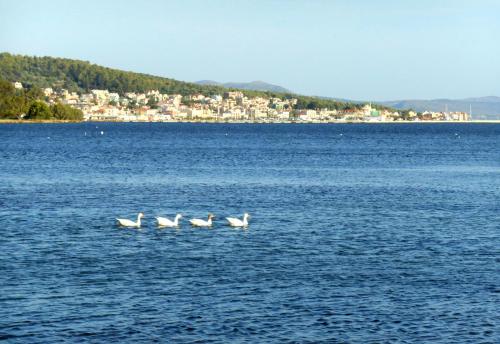 a group of birds floating on a large body of water at Polytropon Studio ground floor in Kefallonia