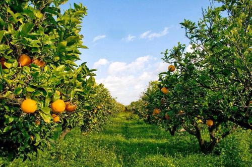 En have udenfor Residenza Maria Antonia - Country House