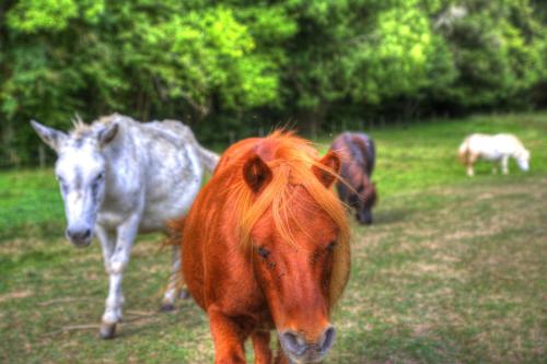 a group of horses standing in a field at La Bastide d'Albignac in Le Dourn