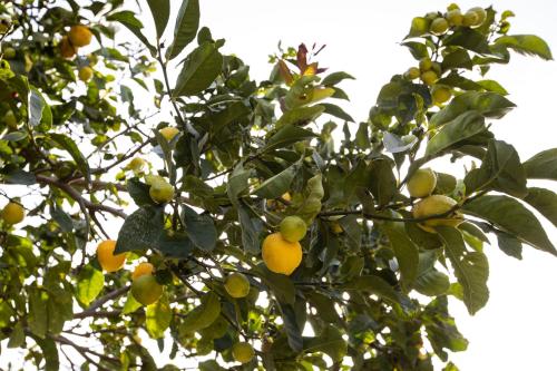 an orange tree with lots of fruits on it at Casa Theoni in Kattavía