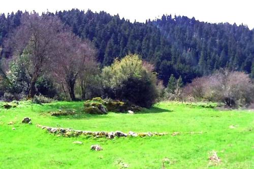 a field with green grass and trees in the background at Elati Hills in Vytina