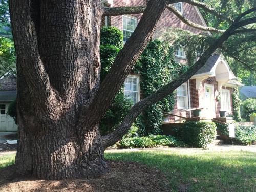 a large tree in front of a house at English Cottage in Greensboro
