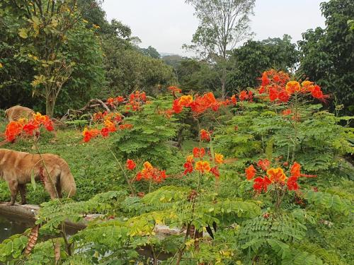 a dog grazing in a field with red flowers at Finca Jardín del Agua in Sasaima